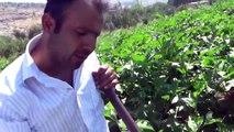 Kahramanmaraş Pazarcık Antep Mor Patlıcan Yetiştiriciliği Sulama Toprak Hastalıklar