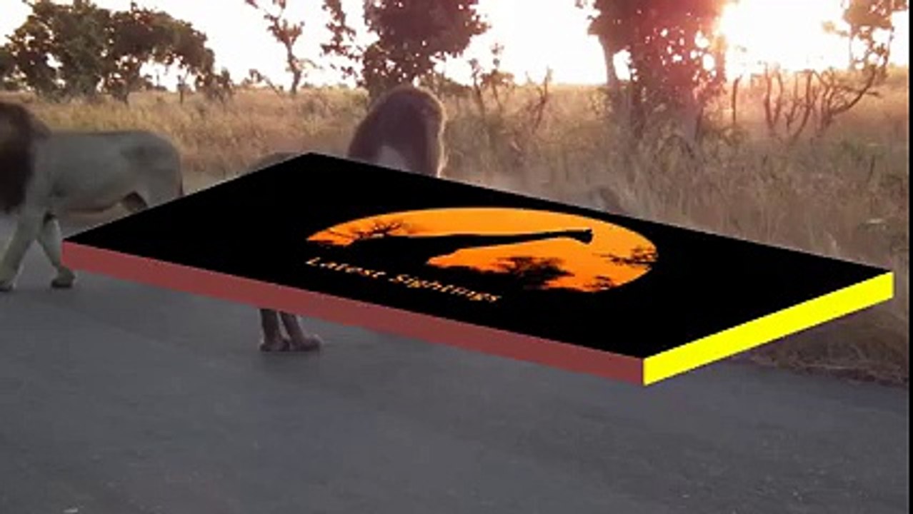 You Don't Mess With An Angry Lioness! - Latest Sightings