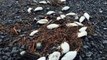 Wildlife Officials Find Thousands Of Dead Seabirds In Alaska