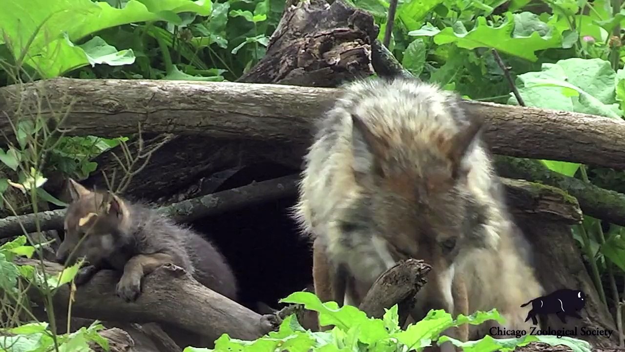 Wolf Pups Born at Brookfield Zoo