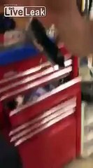 fish eat life mouse سمكه تلتهم فأر حى