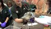 Wild African Dog Puppies Receive First Physical at Brookfield Zoo