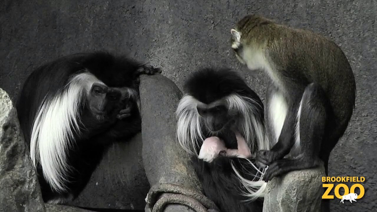 Cute Angolan Colobus Baby!