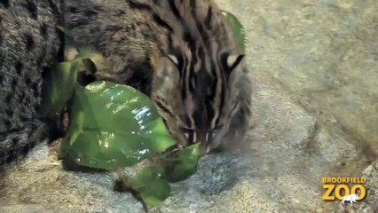 Fishing Cat Kitten Born at Brookfield Zoo