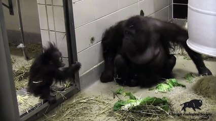 Update on Baby Orangutan Kecil and Surrogate Mom Maggie