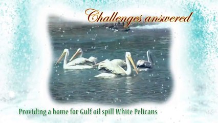 Happy Holidays from Brookfield Zoo!