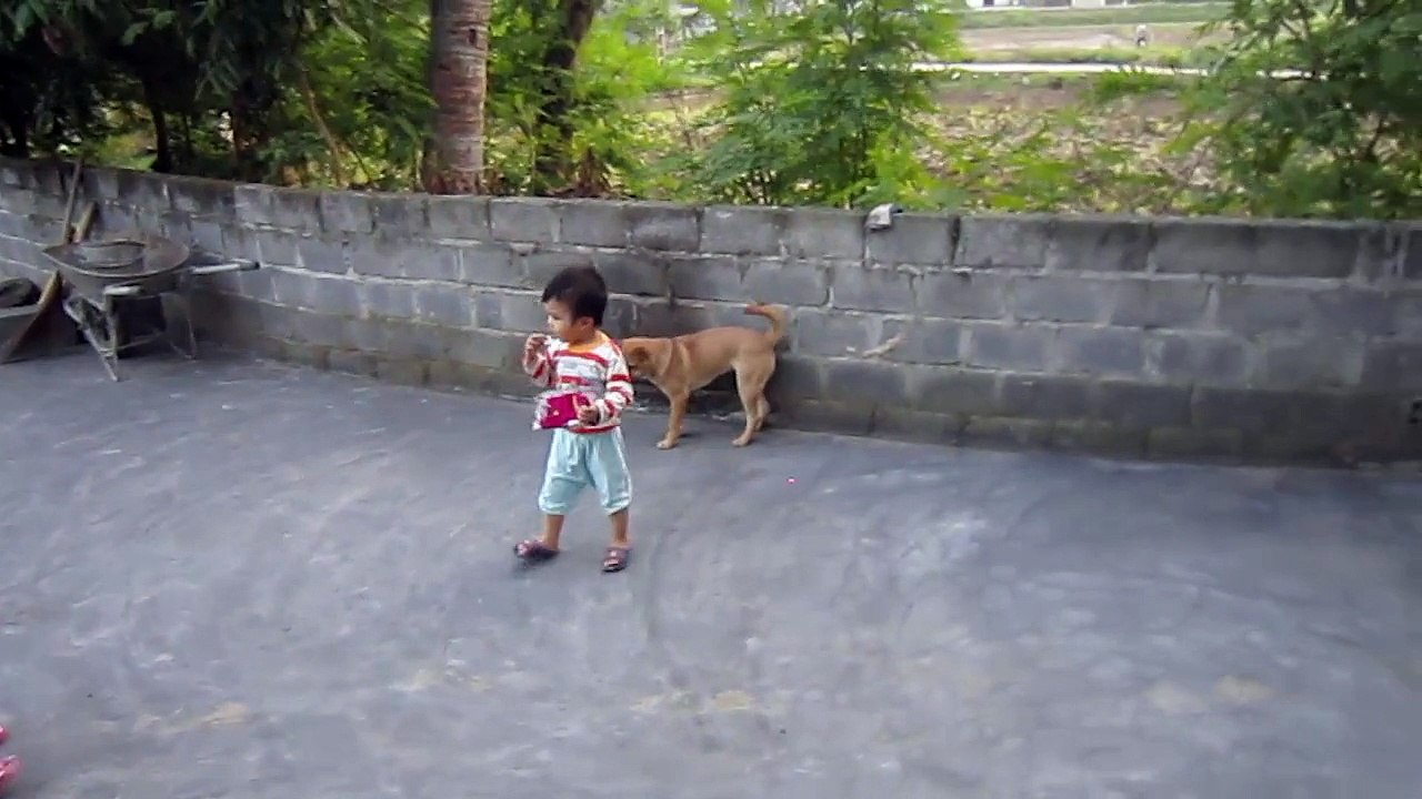 Funny Dogs - Em nhỏ chơi đèn TIALASER cùng chú chó
