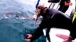 Orcas Vs Shark  Killer Whales Take Down Tiger Shark