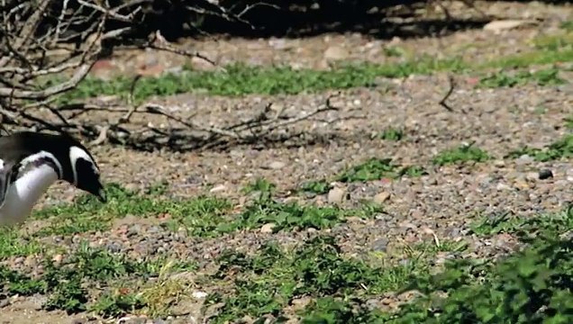 Penguin Mating Wild Animals - Planet Doc Full Documentaries