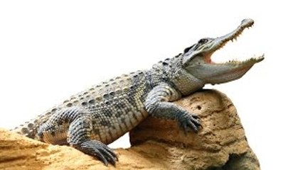 Animal Life Video: Nile Crocodile Documentary (Animal Documentary Full Length)