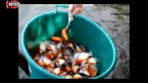 piranha attacks Video   When Animals Attack