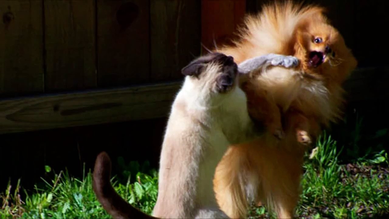 Cats slapping and punching dogs - Funny cat & dog compilation