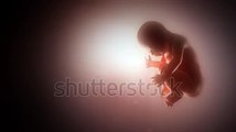 stock-footage-human-fetus-in-a-womb-loop-pink-background