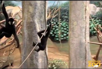 Cute Gibbon Baby  Thani  Learning the Ropes at Brookfield Zoo