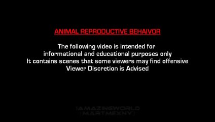 VERY FUNNY! Dog Mating Pig Funny LUCU FUNNY FAILS VIDEO