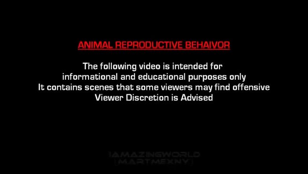 VERY FUNNY! Dog Mating Pig Funny LUCU FUNNY FAILS VIDEO