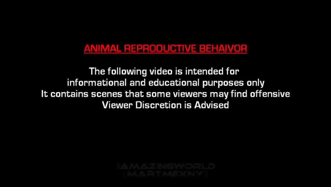 VERY FUNNY! Dog Mating Pig Funny LUCU FUNNY FAILS VIDEO