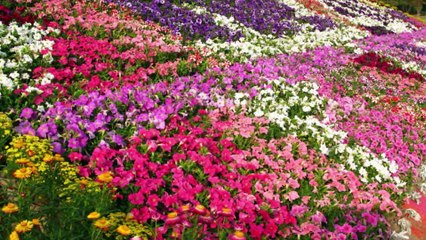 Cut Flower Production