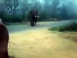 Shocking video of a Dog chasing an Elephant !!!