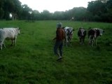 Danse avec les vaches