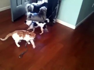 Cat drags dog