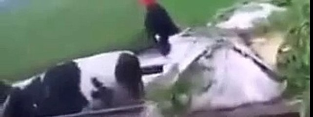 Punjabi Very funny Desi style Race video