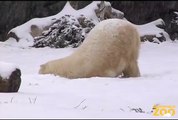 Snow Day at Brookfield Zoo's Great Bear Wilderness