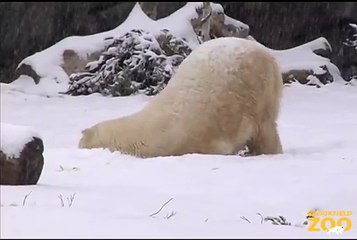 Snow Day at Brookfield Zoo's Great Bear Wilderness