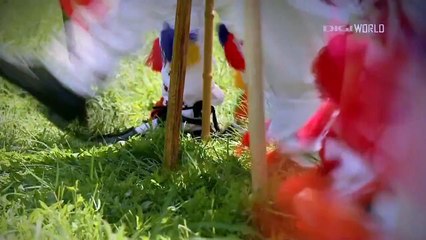 Calusarii pe Digi World Romania