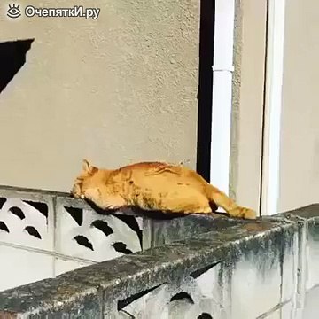 Чуть не свалился во сне