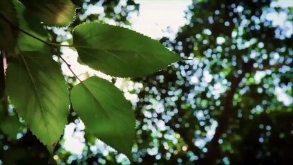 Brookfield Zoo   Summer Nights  TV Commercial