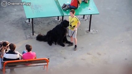 Пёс дремлет на прогулке