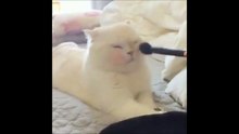Gatou fait du contouring