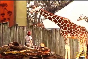 Giraffes Spring into Action at Brookfield Zoo