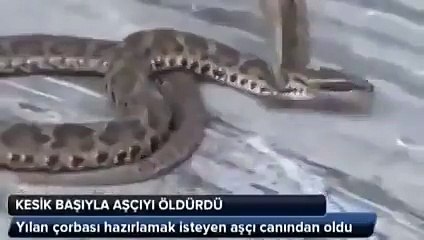 Kafasını Kesik YILAN Aşçıyı Öldürdü