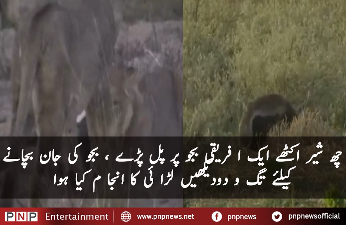 D-Honey Badger takes on 6 Lions - CAUGHT IN THE ACT | PNPNews.net