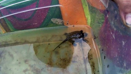 2 cute newborn baby snapping turtles