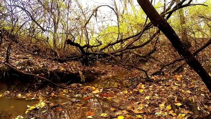 Tiny Creek Fishing II
