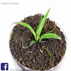 How to make Plastic Bottle useful.
