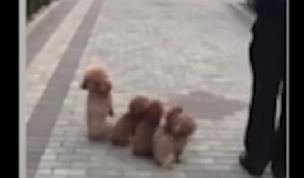 Bu köpekler izlenme rekorları kırıyor
