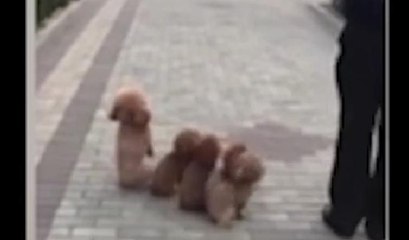 Bu köpekler izlenme rekorları kırıyor