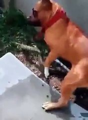 dog and snake fight amazing