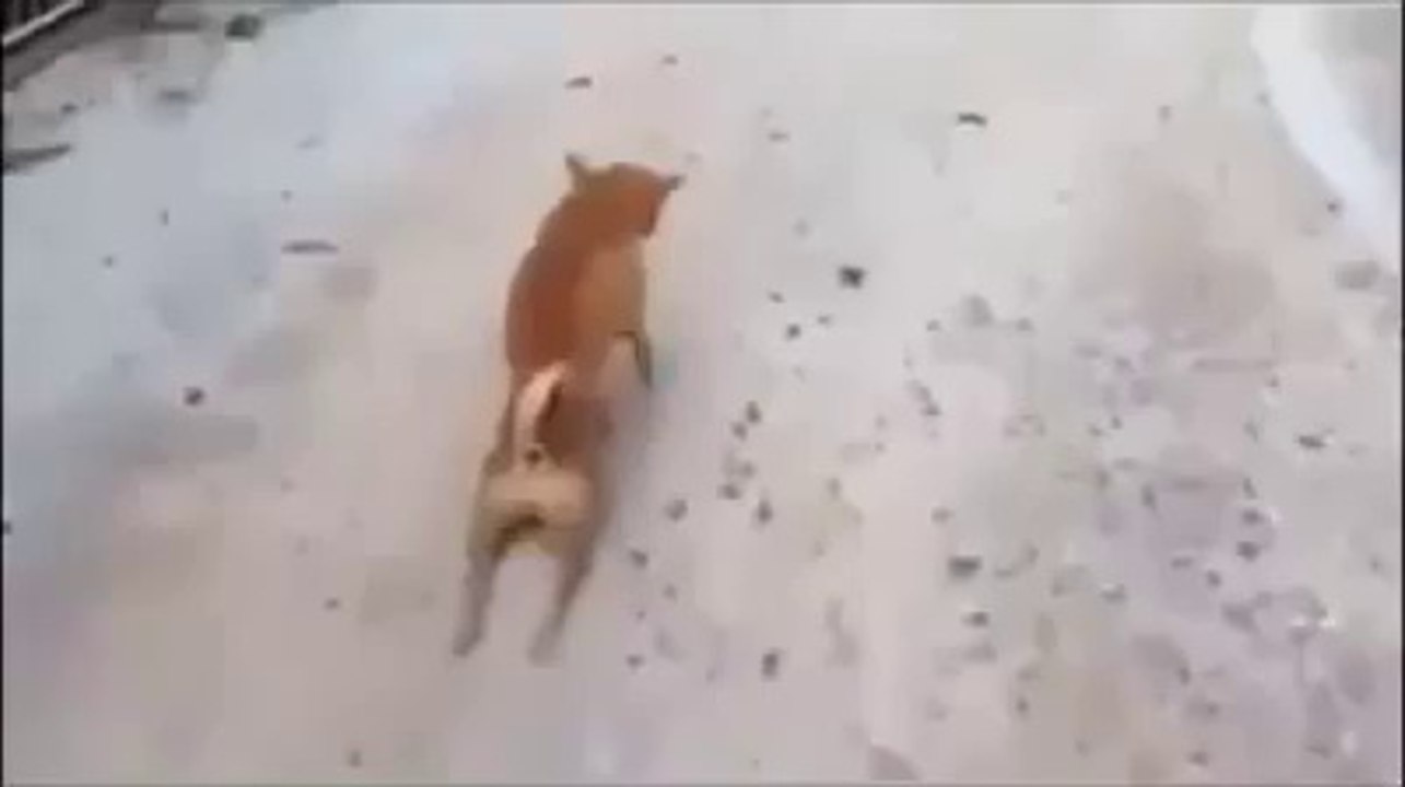 Best Funny Video in 2015-16