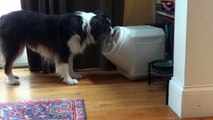 Ce chien rusé parvient à s'introduire dans cette caisse de nourriture supposée être à l'épreuve de la race canine.