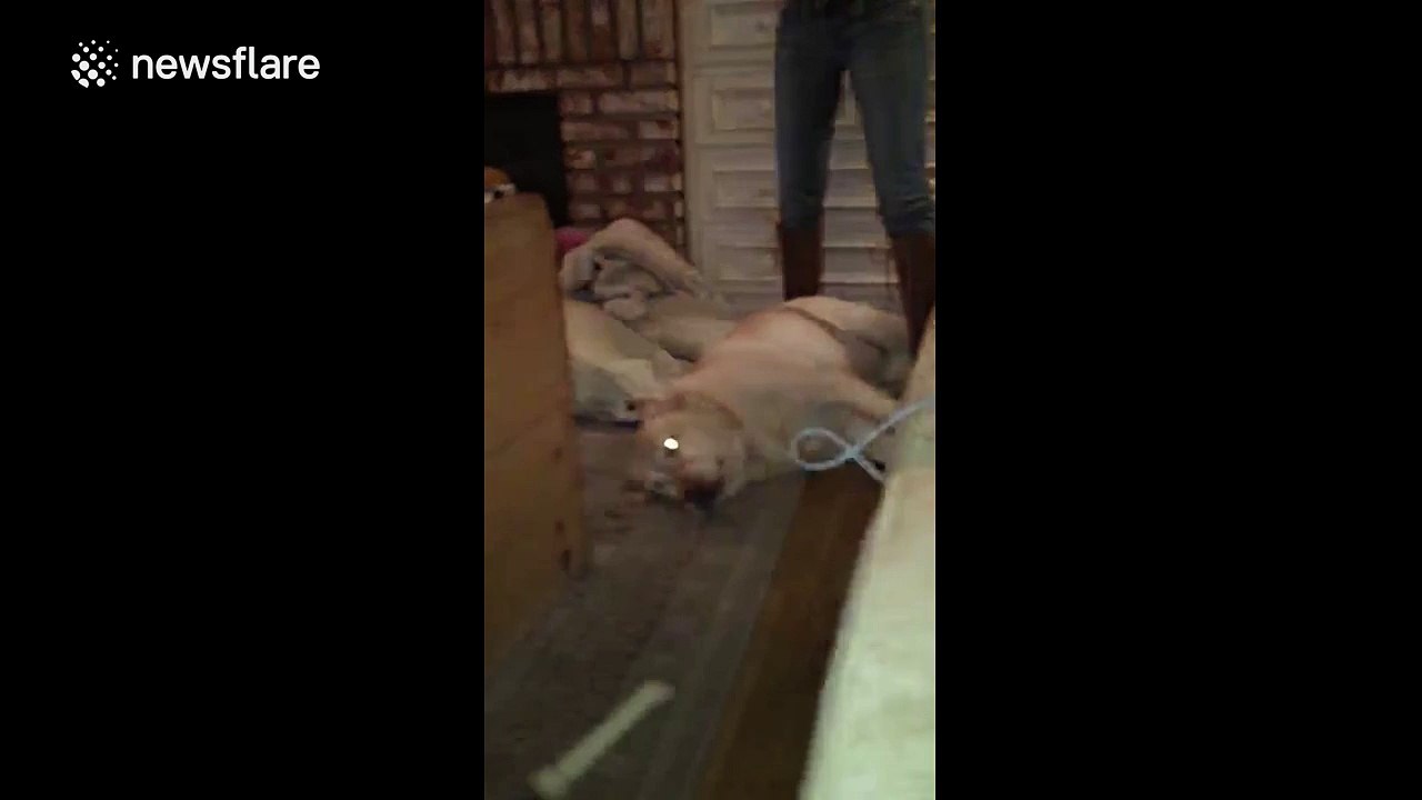 Meet the dog that really doesn't want to go outside