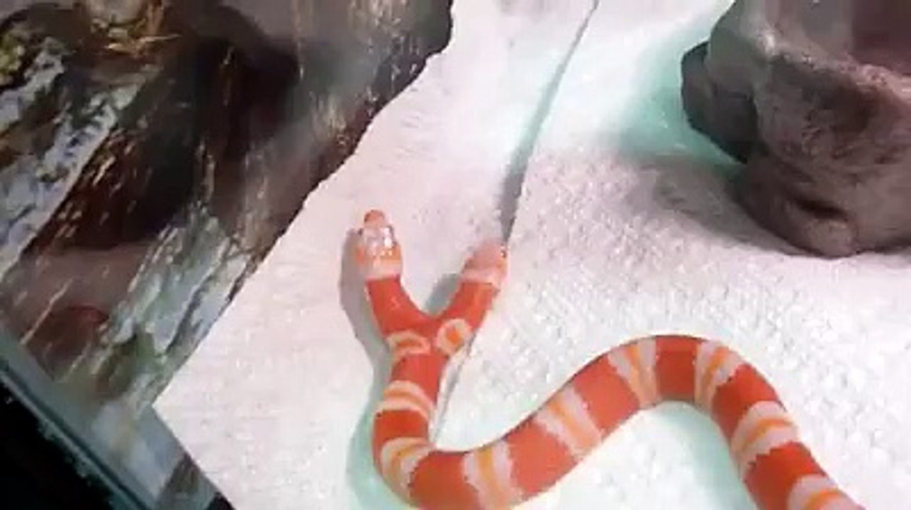Year of the Snake ... 2 heads are better than one__ - Watch or Download _ DownVids.net