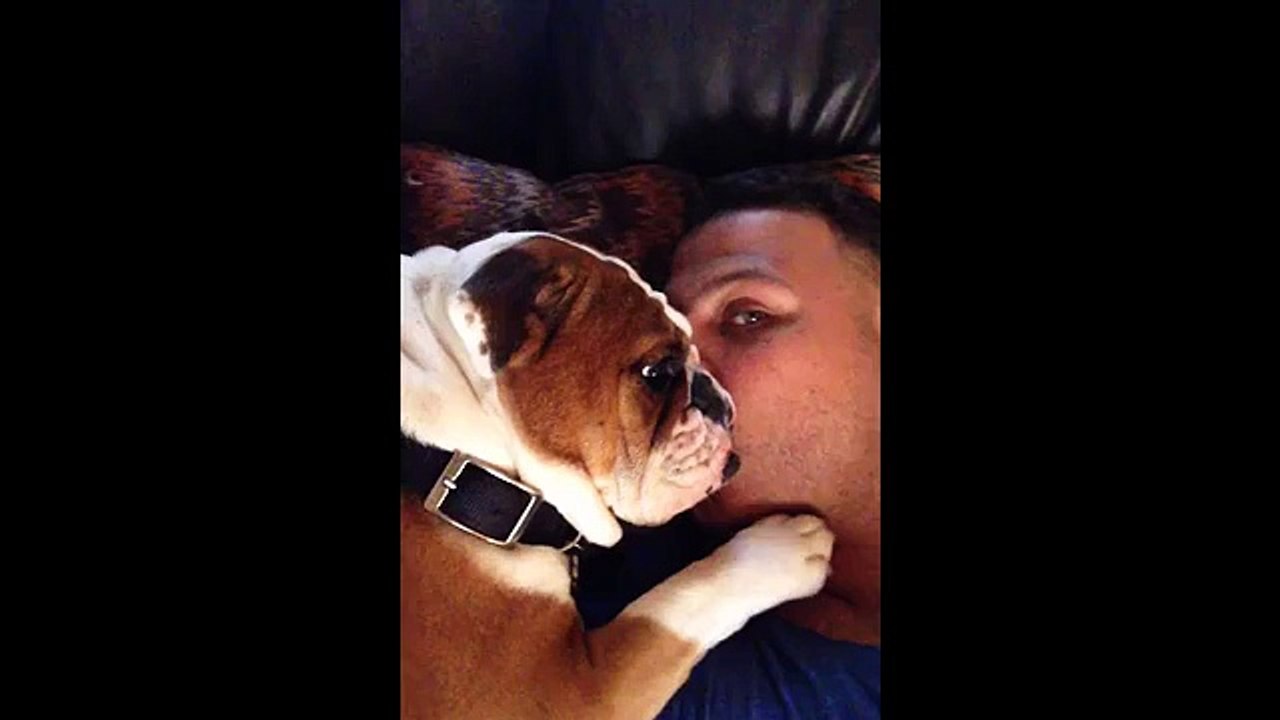 Adorable Bulldog Puppy Can't Stop Kissing Owner