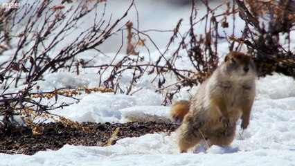How an Arctic Squirrel Survives Winter - Wild Alaska