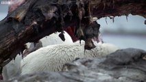 Polar Bears Feast On Dead Whale  - Wild Alaska