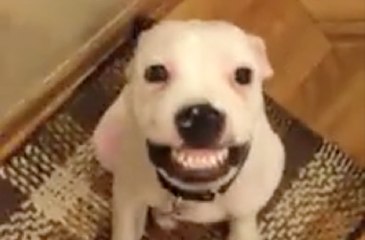 Un pitbull fait des sourires sur commande